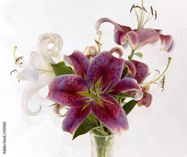 Obraz lilly's in a vase