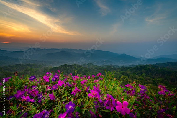Obraz Beautiful view of tea plantations in Munnar, Kerala, India