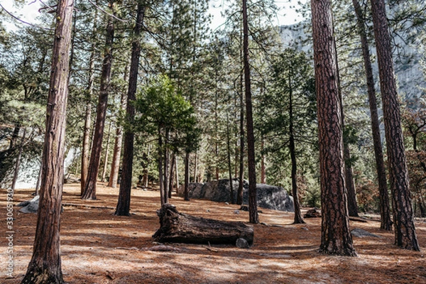 Obraz Inside Mountain Woods