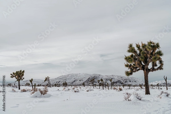 Obraz Joshua Trees in Snow