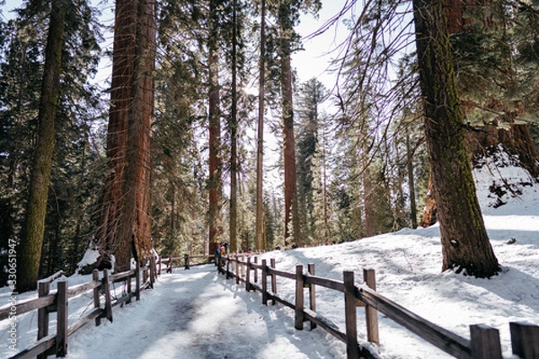 Obraz Walking Through Sequoias Winter