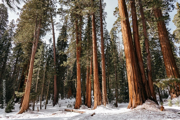 Obraz Sequoias in Winter