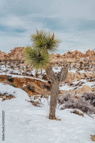 Obraz Joshua Tree in Snow