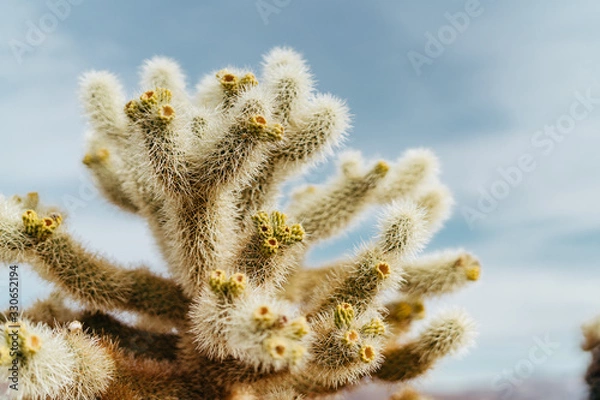 Obraz Cholla Cactus