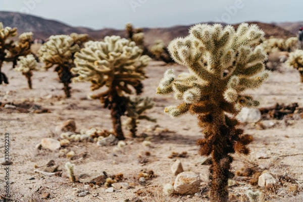 Obraz Cholla Cactus Forest