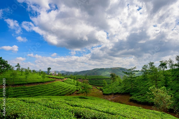 Obraz Beautiful view of tea plantation in Vagamon, Kerala, India.