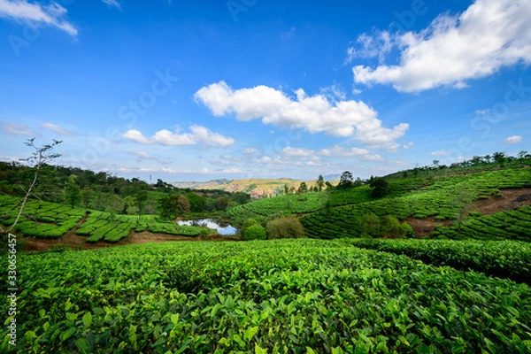Obraz Beautiful view of tea plantation in Vagamon, Kerala, India.