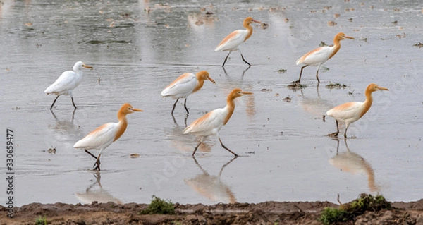 Obraz Cattle egret walking in the field