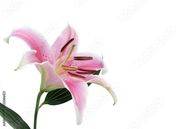 Obraz Lily flower isolated