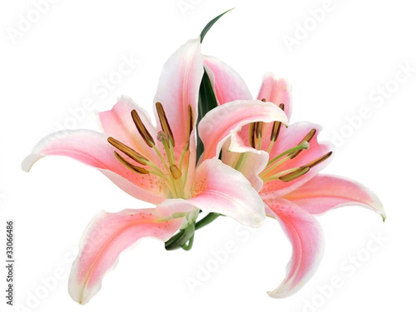 Obraz Lilly flowers