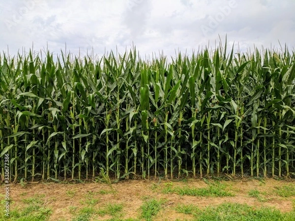 Fototapeta One row of a farm fresh corn field.