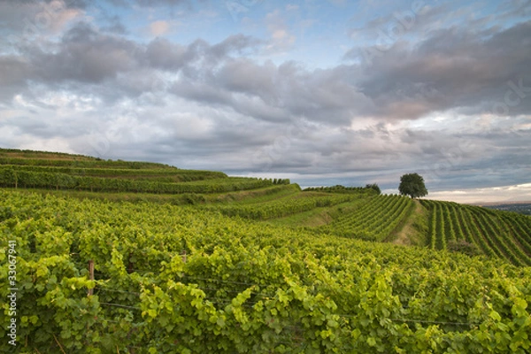 Fototapeta Schutterlindenberg