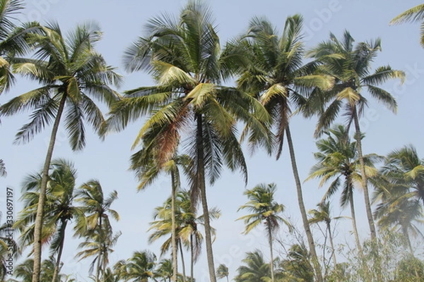 Obraz Palm Trees after Heavy Rain