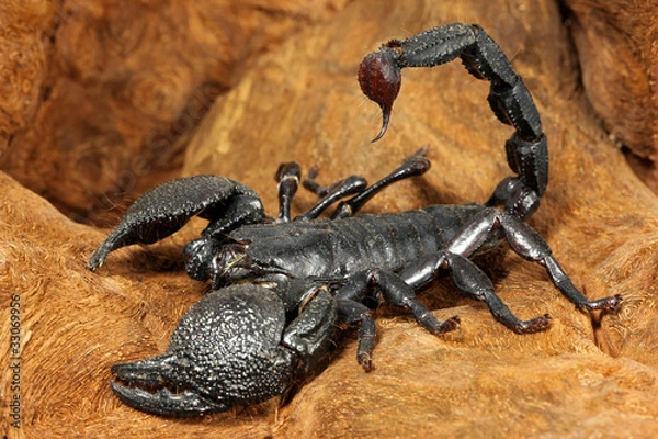 Obraz Skorpion pandinus Imperator