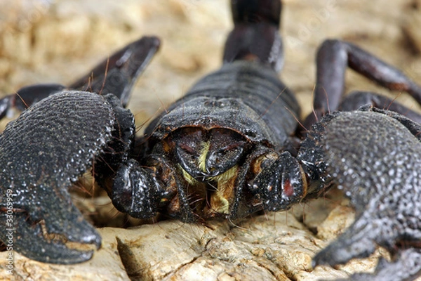 Obraz Skorpion Pandinus imperator