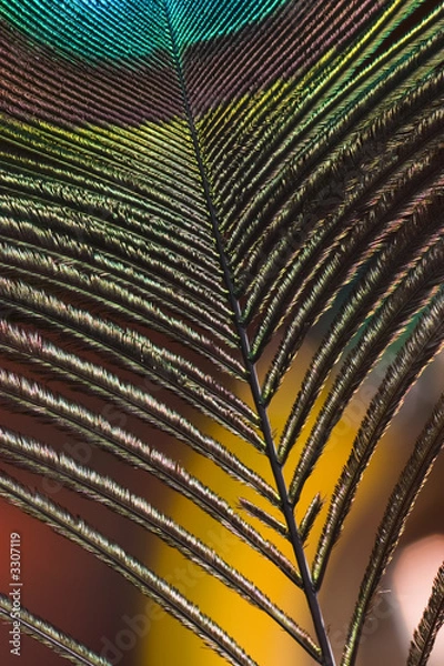 Fototapeta peacock feather