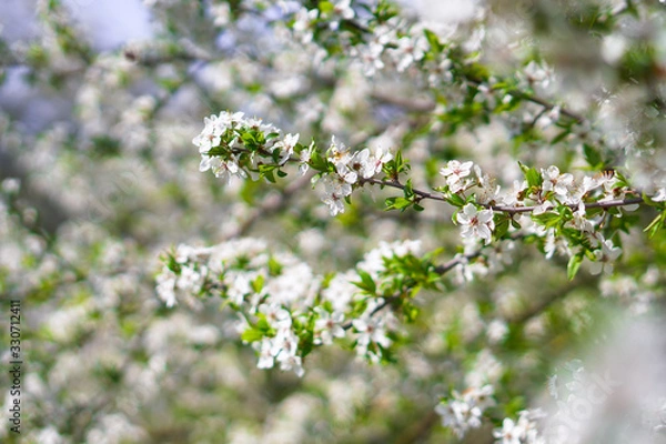 Fototapeta Beautiful flowering tree In the spring. Flowers in April time in the sun. Stock background in nature