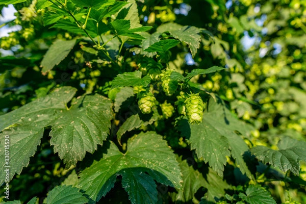 Fototapeta Green hops field. Fully grown hop bines. Hops field in Bavaria Germany. Hops are main ingredients in Beer production. close up
