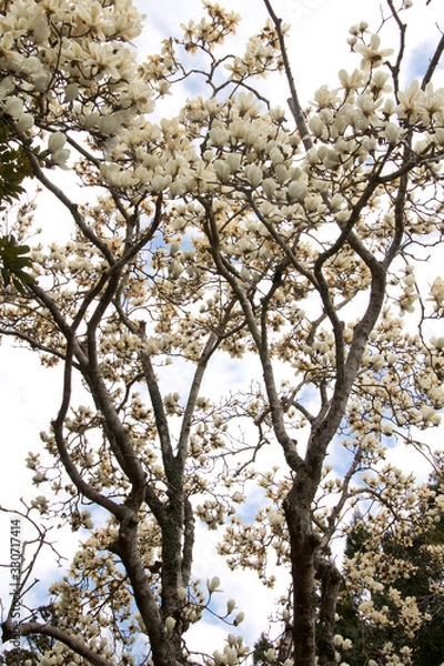 Fototapeta こぶし