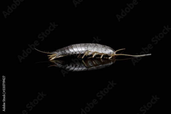 Obraz Silverfish on black background
