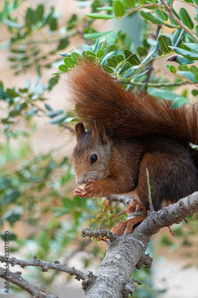 Obraz squirrel on tree