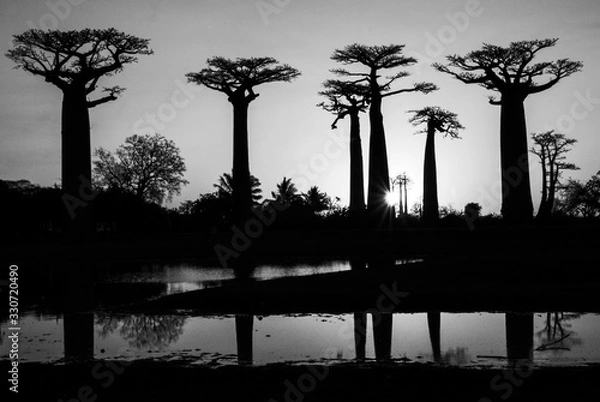 Obraz B&W Baobabs