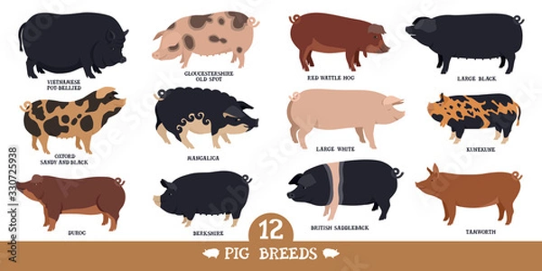 Fototapeta Farming today Set of twelve breeds of domestic pigs Flat vector illustrations Isolated objects Cattle breeding and stock raising