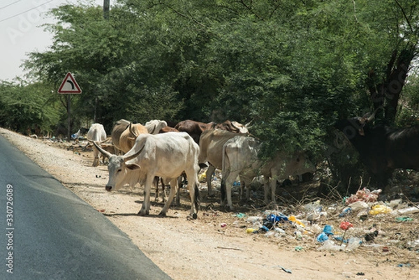 Obraz zebus afrique animaux
