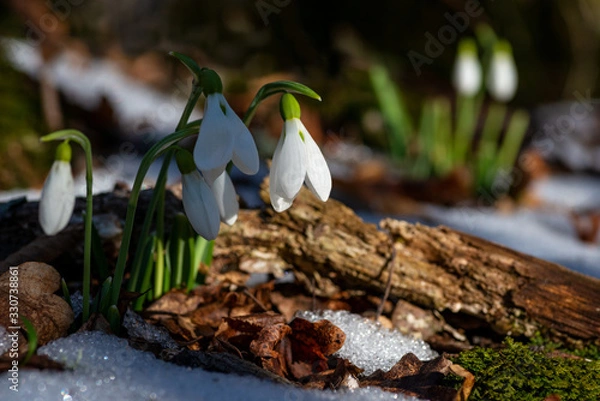Fototapeta Snowdrops on a blurred spring forest with remnants of snow background