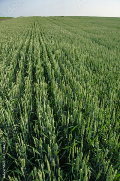 Fototapeta Sown farm field with wheat and cereal. Spikelets of barley and oats. Agricultural garden with bread for food. Industrial stock theme