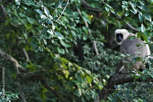 Obraz Monkey in India