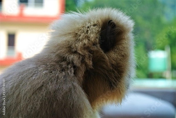 Obraz Monkey in India