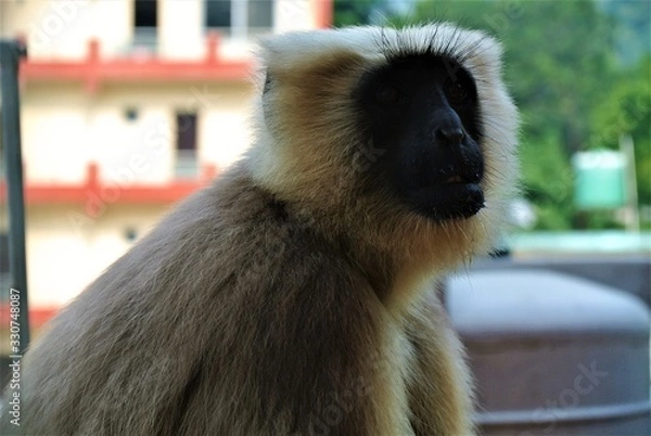 Obraz Monkey in India