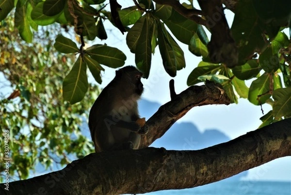Obraz Monkey in Thailand