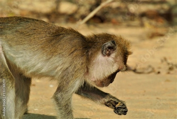 Obraz Monkey in Thailand