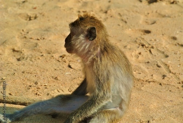 Obraz Monkey in Thailand