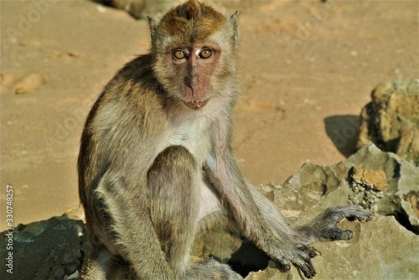 Obraz Monkey in Thailand