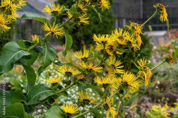 Obraz Flowering вush elecampane, inula