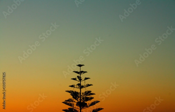 Obraz Cone tree background orange blue gray