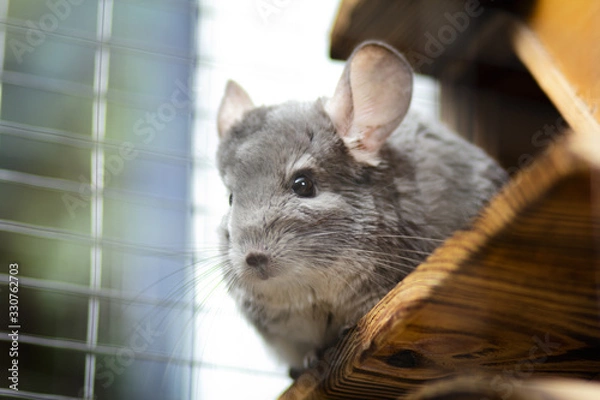 Obraz portrait of a curious muzzle of a chinchilla living in a cage pets looking curious sitting on the balcony, furry rodents, bottom view