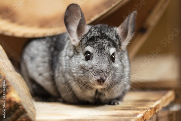 Obraz funny chinchilla in wooden cage, concept domestic pets, portrait of fluffy mouse with big ears in house