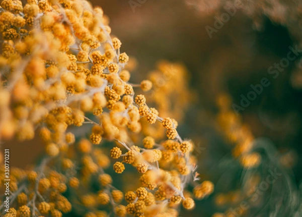 Fototapeta Acacia dealbata (silver wattle or mimosa) close-up, macro. Concept of spring season.