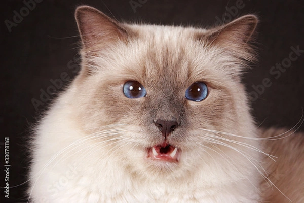Fototapeta Portrait of a brown fluffy cat Neva Masquerade Siberian