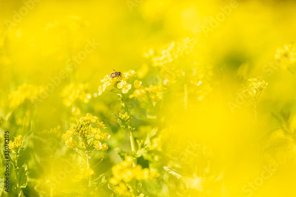Fototapeta 菜の花とミツバチ