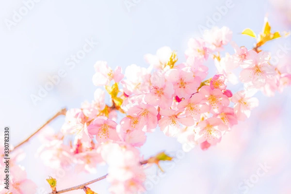 Fototapeta 青空と桜の花びら