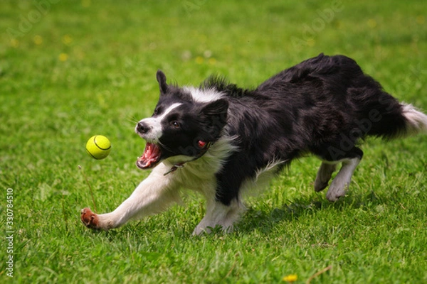 Fototapeta Border Collie dog runs on the grass for a toy