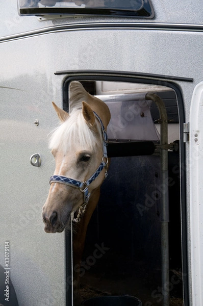 Fototapeta Pferd im Pferdeanhänger
