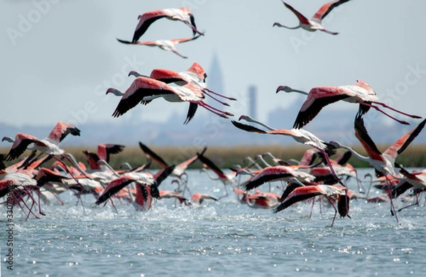 Obraz flamingos rise in flight over Venice