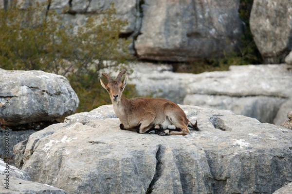 Fototapeta Femaly Spanish wild goat (capra pyrenaica hispanica) on a rock at the beautiful karst landscape of El Torcal de Antequera, Spain, Europe