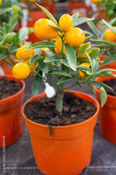 Fototapeta Indoor miniature citrus tree with ripe fruits in a pot in a flower shop.